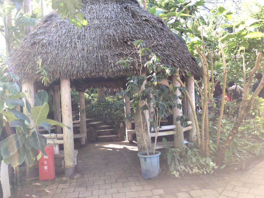 夢の島熱帯植物園の温室内屋根のある休憩スペース
